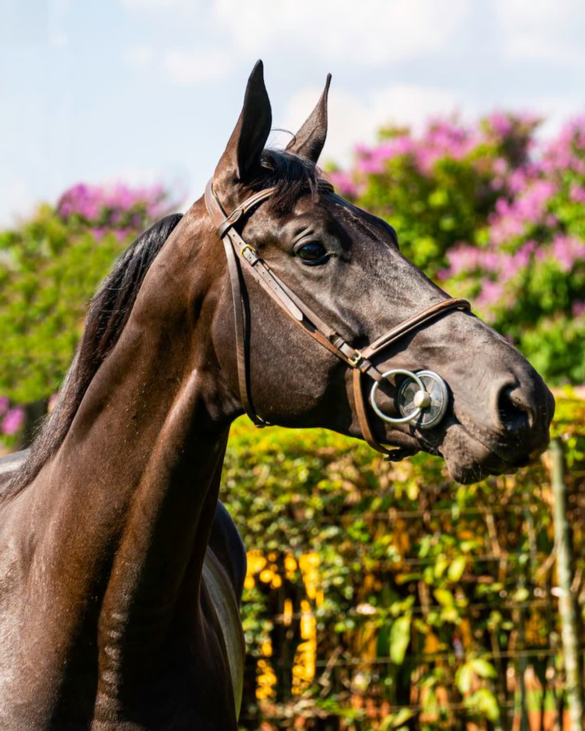 Cavalo de salto com pedigree